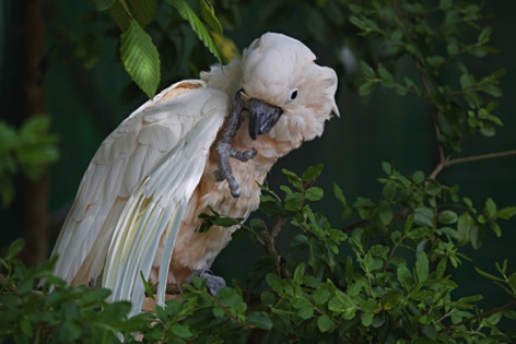 Cacatua